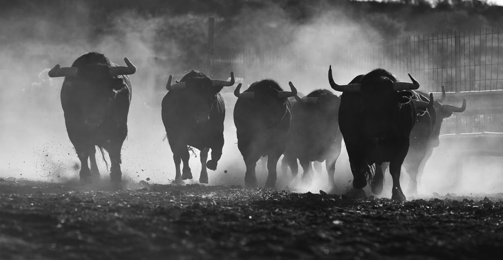 Stampede of Bulls signifying that New S&P 500 stock markets highs are bullish